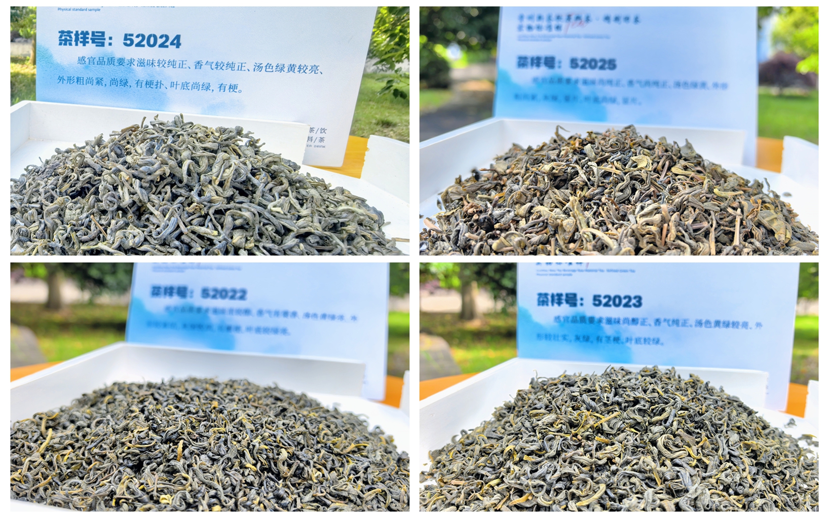 貴州緑茶