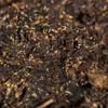 銭煉瓦茶 No.1